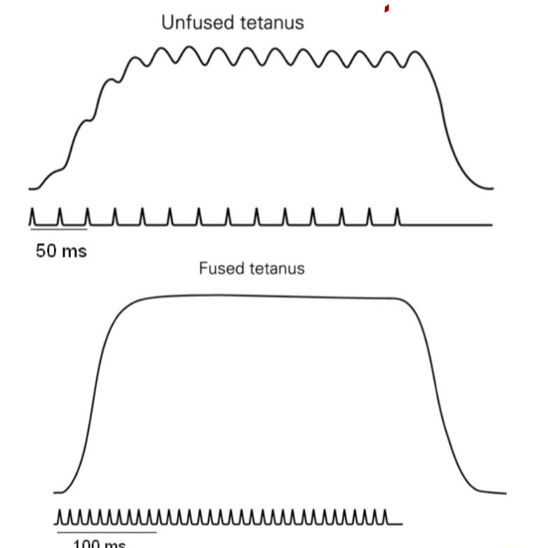 <p>What does fused tetanus show us?</p>