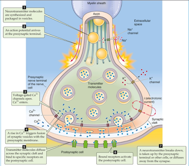 Chapter 12 & 13 Flashcards Knowt