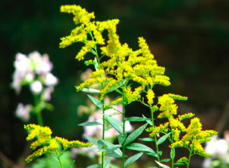 small flowers
usually flowers are white or pale green
no scent
hanging or standing off plants