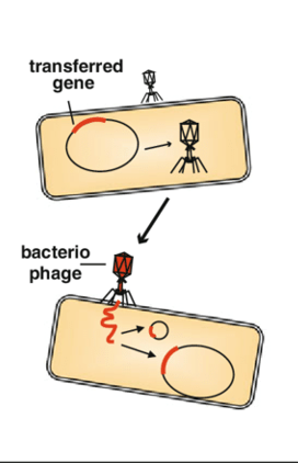 <p>Which mechanism of horizontal gene transfer in bacteria is best described:</p><ul><li><p><strong>Via bacteriophages</strong></p><p></p></li><li><p><strong>Process- lysogeny</strong></p><p></p></li><li><p><strong>Genes acquired for toxin production some bacteria</strong> </p></li></ul><p></p><p>a) Transduction</p><p>b) Conjugation</p><p>c) Transformation</p><p>d) All of the Above</p><p>e) None of the Above</p>