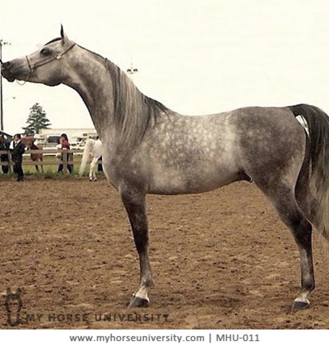 <p>Dish face. Commonly grey or bay. Small, fine boned intelligent horse. - Erect ears, flared nostrils, bright eyes. High endurance. Used for long distance and endurance racing.</p>