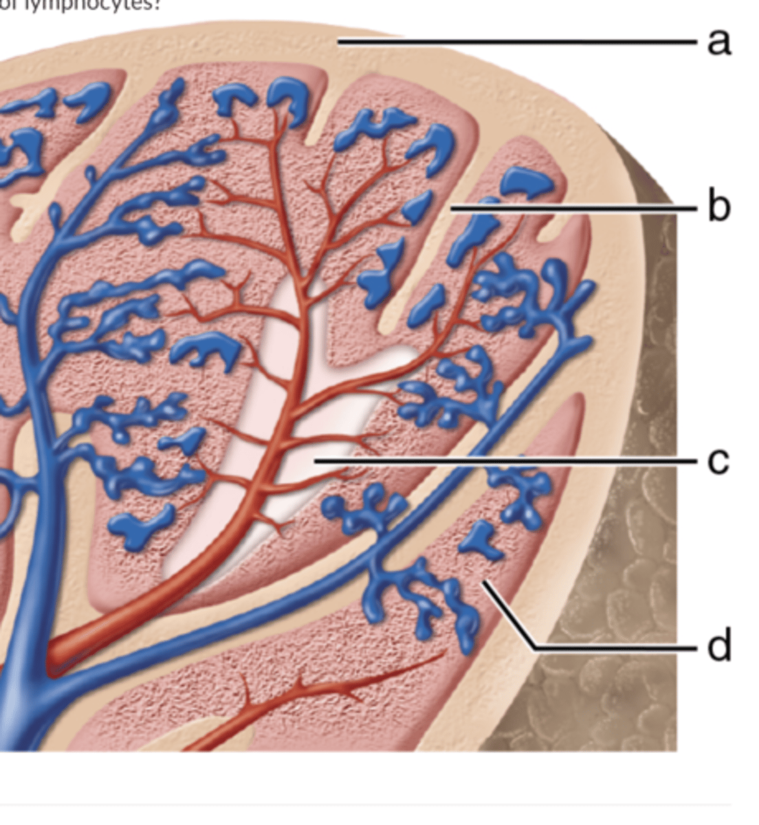 <p>Which letter indicates the region of the spleen that is composed mostly of lymphocytes?</p>