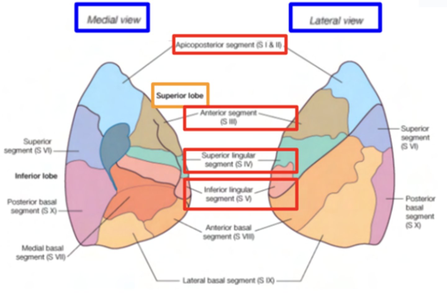 <p>. Apical</p><p>. Posterior (normally fused as apicoposterior segment)</p><p>. Anterior segment</p><p>. Lingula (superior and inferior)</p>