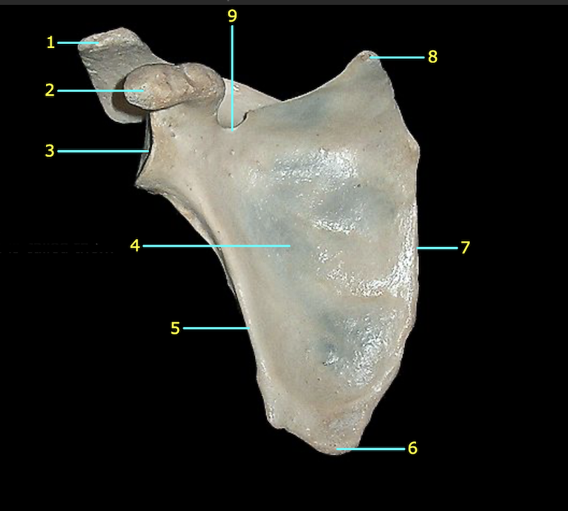 <p>Identify structure 2</p>