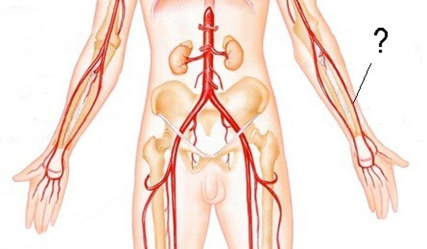 <p>Area supplied: Superficial posterior forearm muscles, deep hand muscles, and elbow joint</p><p>Terminal branch: Continues as the deep palmar arterial arch</p><p>Relationship: Passes distally along the lateral aspect of the forearm</p>