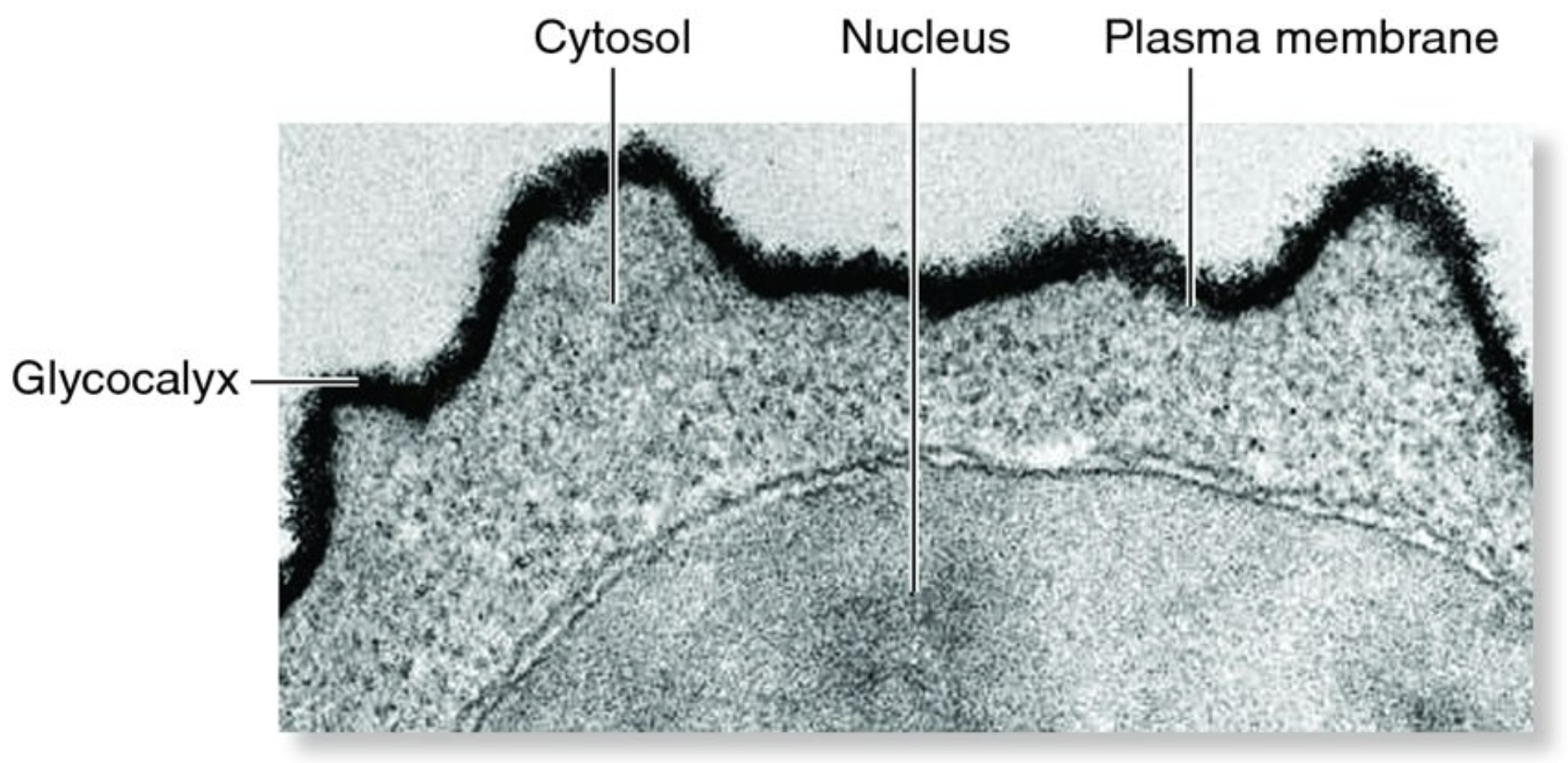 Lymphocyte