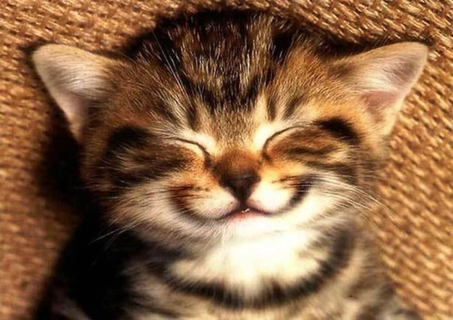 <p>happy and satisfied</p><p>(hài lòng)</p><p>= satisfied (thỏa mãn)</p><p>&gt;&lt; discontent (bất mãn)</p>