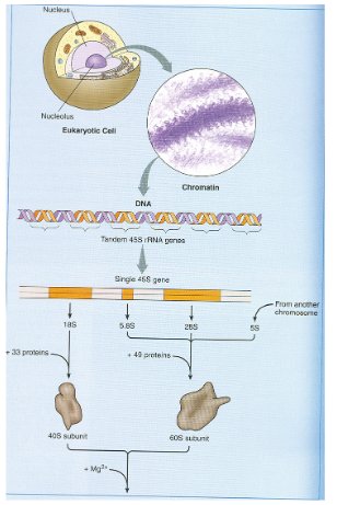 <p>large, looped structures formed by the uncoiling of chromatin in certain oocytes during diplotene stage of meiosis, allowing for active transcription. </p>