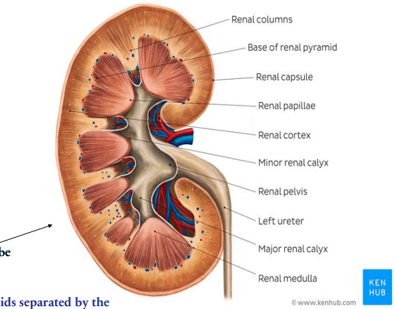 <p>What part of the kidney is the pyramids separated by the renal columns? </p>