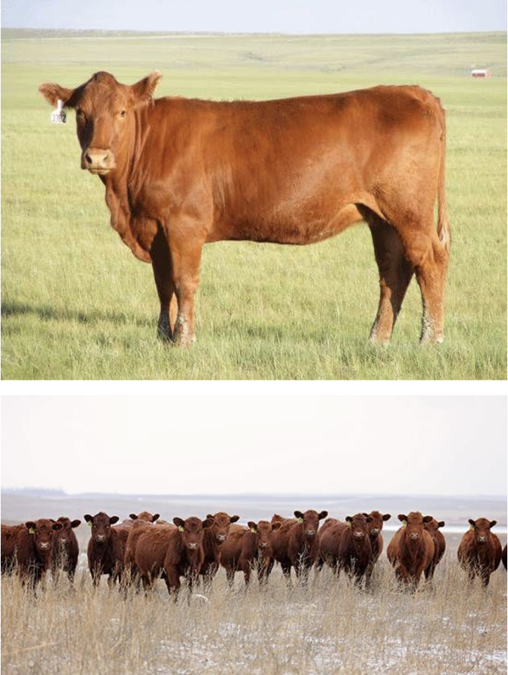 <p>British breed, originated in Scotland, black coloring is dominant, *<em>more working capacity</em>*</p>
