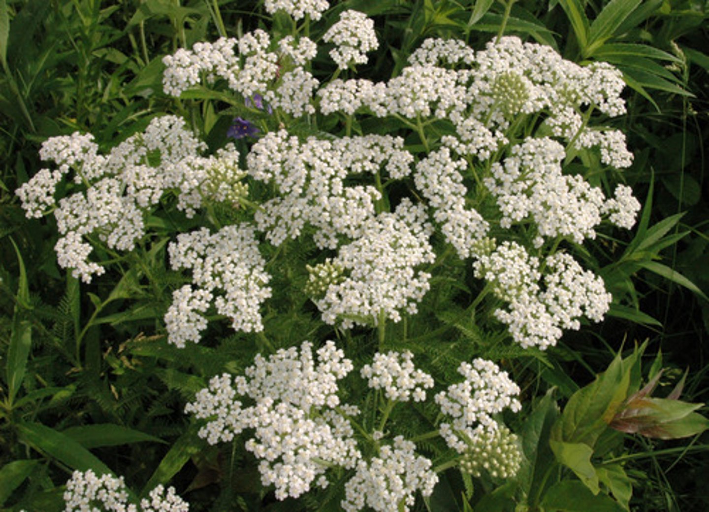 <p>yarrow</p><p>Actions: hemostatic*, bitter, anti-inflammatory</p><p>Indications: topical: wounds, skin ulcers; internal: styptic* for metorrhagia, menorrhagia, hemorrhages, hematuria; poor digestion</p><p>SE:</p><p>CI: bitter: GERD, peptic ulcer, gastritis, etc.; pregnancy; PPIs</p>