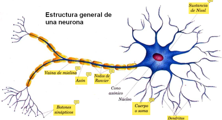 <ul><li><p><u>Dendritas</u></p></li><li><p><u>Sustancia de Nissl</u></p><ul><li><p>Encargada de la síntesis de proteínas dentro de las neuronas</p></li></ul></li><li><p><u>Cuerpo o Soma</u></p></li><li><p><u>Núcleo</u></p></li><li><p><u>Cono axónico</u></p></li><li><p><u>Nodos de Ranvier</u></p><ul><li><p> Depresiones en la vaina de mielina (donde hay menos mielina)</p></li></ul></li><li><p><u>Vaina de mielina</u></p><ul><li><p>Recubre al axón y lo aisla electricamente. </p></li><li><p>Aumenta la velocidad de conducción de Impulsos Nerviosos</p></li><li><p>Formada por lípidos y proteínas (en el microscopio se ve blanco pq el tinte es a base de agua). </p></li><li><p>No se regeneran</p></li></ul></li><li><p><u>Axón</u></p></li><li><p><u>Botones sinápticos</u> o Vesículas sinápticas: La manera en que las neuronas se comunican unas con otras</p></li></ul><p></p>