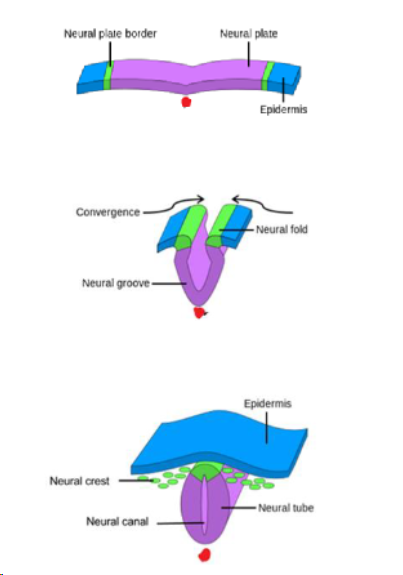 <ul><li><p><span>Notochord is the inducer</span></p></li><li><p><span>Neural plate - ectodermal</span></p></li><li><p><span>Neural groove and folds</span></p></li><li><p><span>Neural folds fuse -&gt; neural tube</span></p></li></ul>