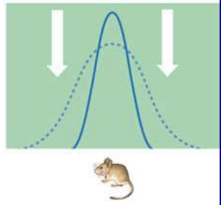 <p>When populations are well adapted to their environments, selecting against phenotypic extremes </p>