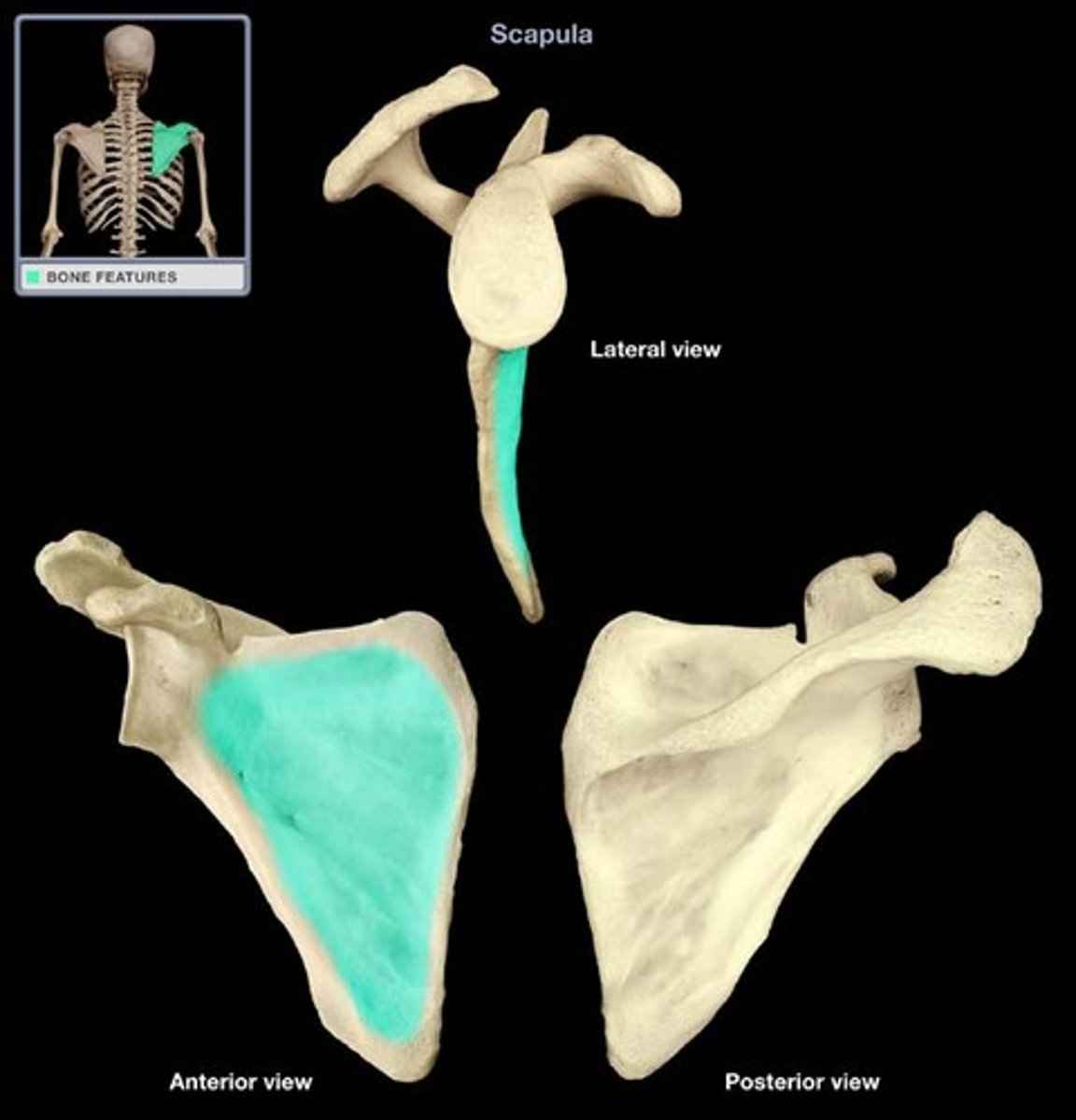 <p>concave, anterior surface of scapula; attachment of the subscapularis muscle</p>