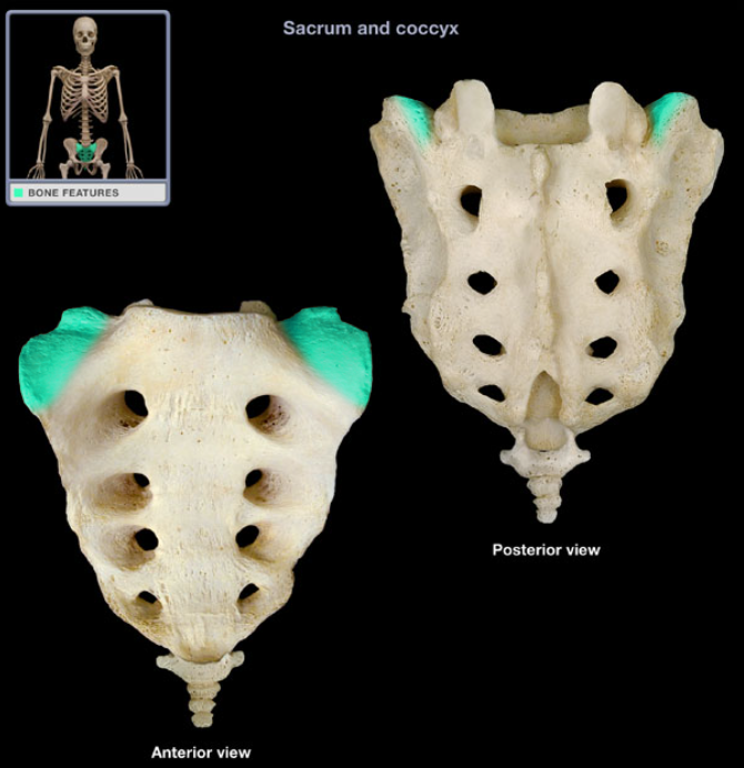 <ul><li><p>Location: Sacrum (base)</p></li></ul><ul><li><p>Description: Paired, wing-like, laterally projecting masses, Modification of S1 vertebral transverse process</p></li></ul><ul><li><p>Comment: Base of sacrum is superior surface of S1 vertebra, Latin: ala = wing</p></li></ul><p></p>
