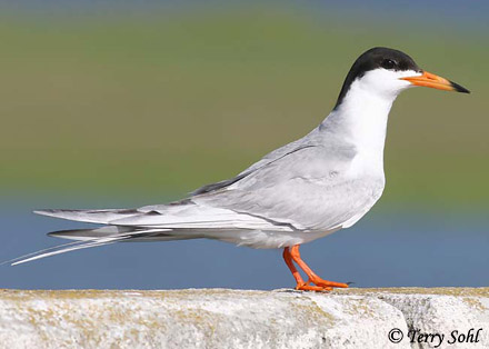 <p>White with orange bill and black eye patch.</p>