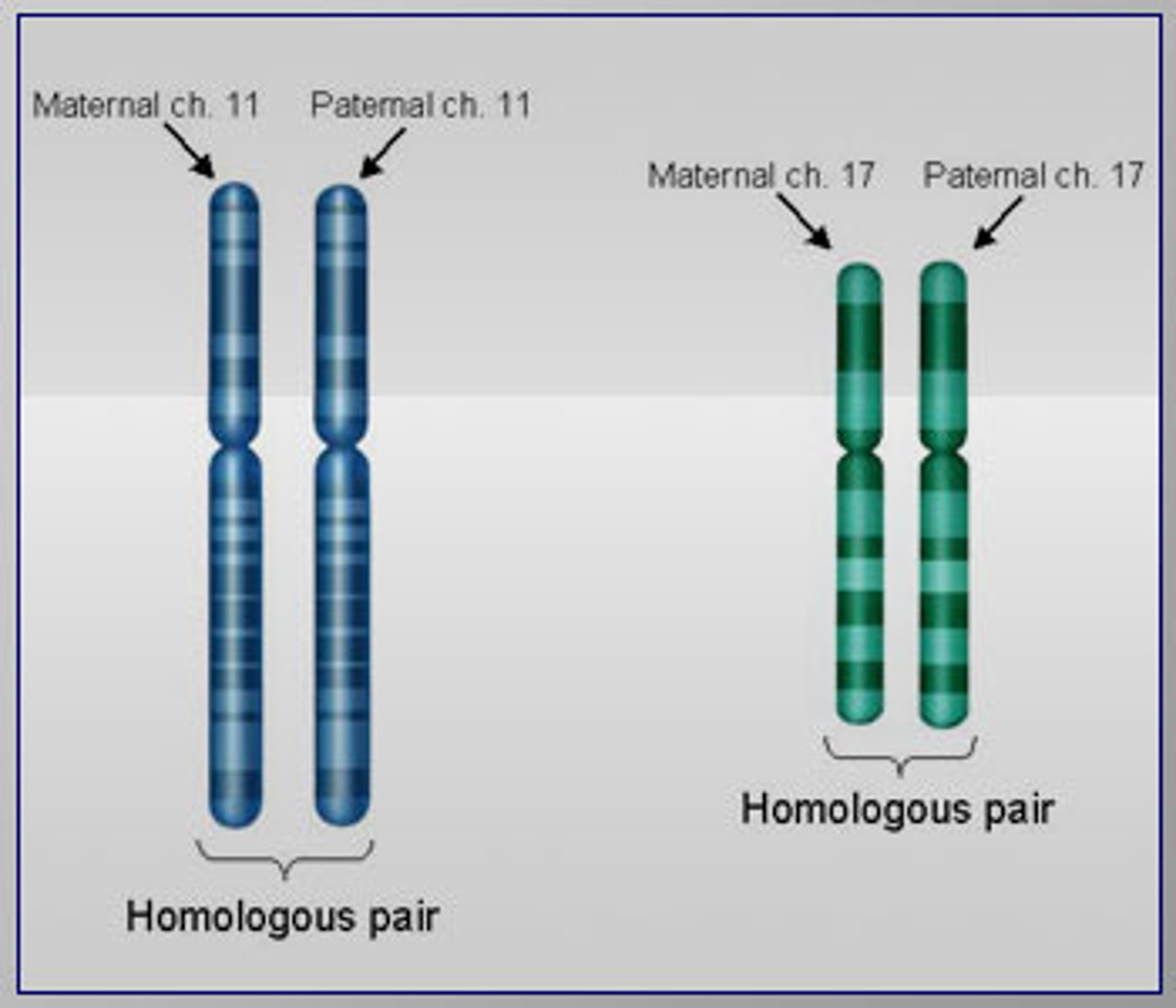 <p>Two chromosomes that share 3 structural and functional similarities</p><p>-same size</p><p>-same gene loci</p><p>-same centromere location</p>