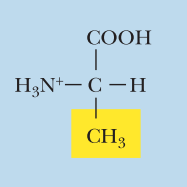 <ul><li><p>Nonpolar</p></li><li><p>Ala, A</p></li><li><p>α-COOH pKa: 9.7</p></li><li><p>α-NH3+ pKa: 2.4</p></li></ul><p></p>