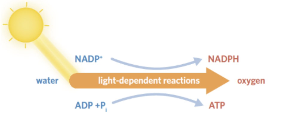 <p>the initial stage of photosynthesis, occurring at the <strong>thylakoid membrane</strong></p><ul><li><p><strong>Purpose → </strong>to generate high energy <em>coenzymes</em> <strong>NADPH</strong> and <strong>ATP</strong> to power the second stage</p></li></ul><p></p>