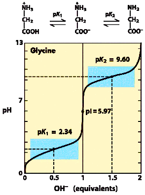 <p>- fully protonated glycine with positive charge<br>- solution titrated with NaOH<br>- carboxyl group deprotonates first (more acidic than amino group)<br>- 0.5 equivalents of base added; protonated glycine conc = zwitterion conc [pH = pKa1]<br>- 1.0 equivalent of base added; carboxylate group fully deprotonated, only zwitterion form exists, pH increases rapidly [pH = isoelectric point (pI) of glycine]<br>- 1.5 equivalents of base added; zwitterion form conc = fully deprotonated conc [pH = pKa2]<br>- 2.0 equivalents of base added; amino acid deprotonated</p>