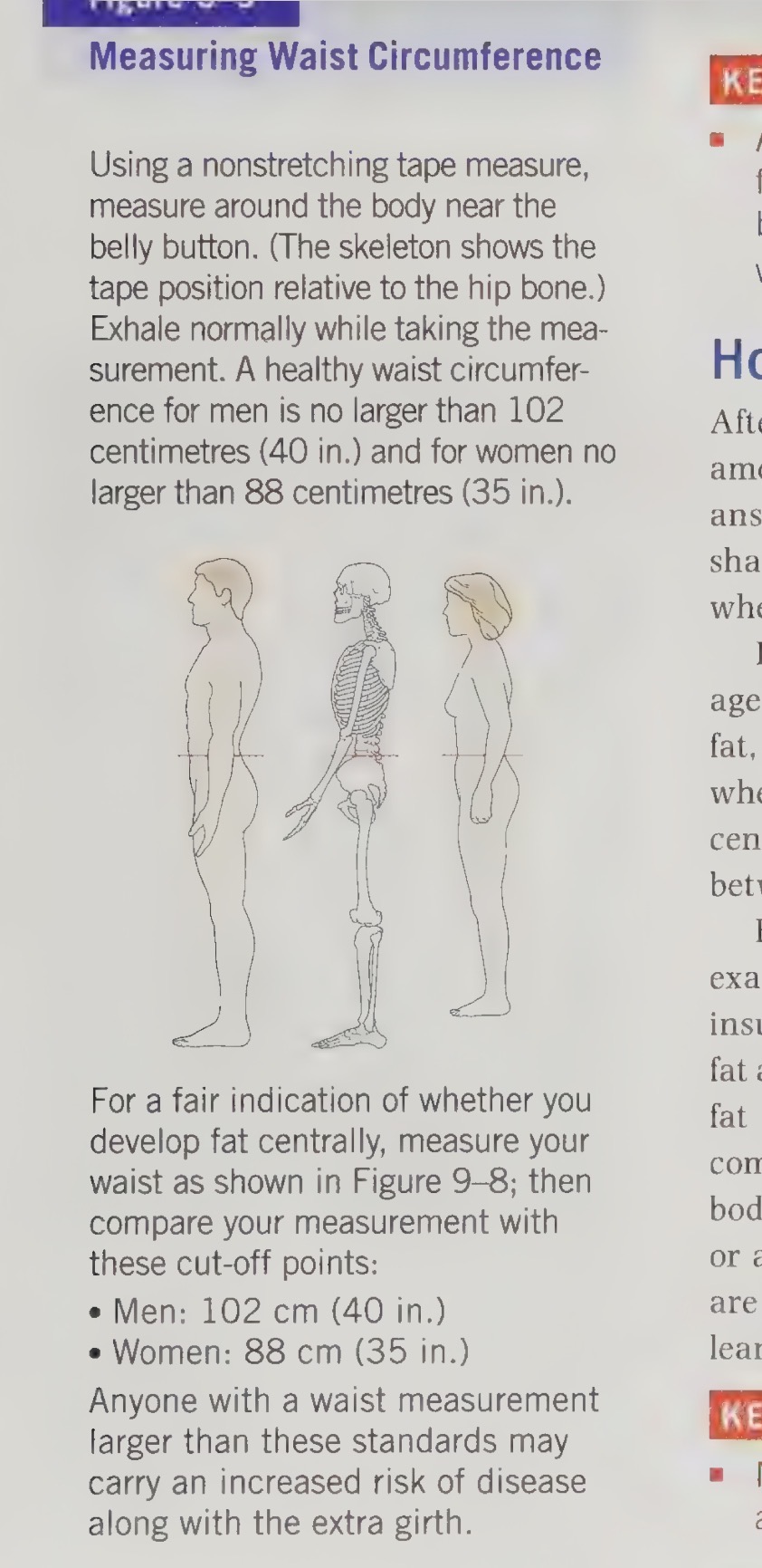 <ul><li><p>measures visceral fatness and disease risk.</p></li><li><p>You measure around the body at a point near the belly button. The person should exhale normally when the measurement is taken.</p></li><li><p>A higher waist circumference can indicate an increased risk of disease even if BMI is normal.</p></li></ul><p></p>