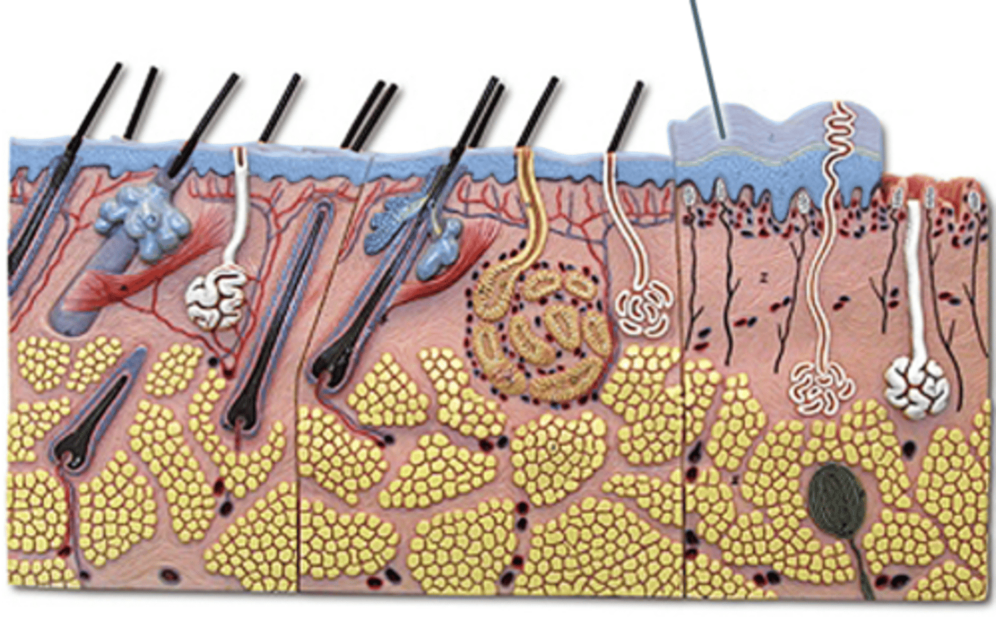 knowt flashcard image