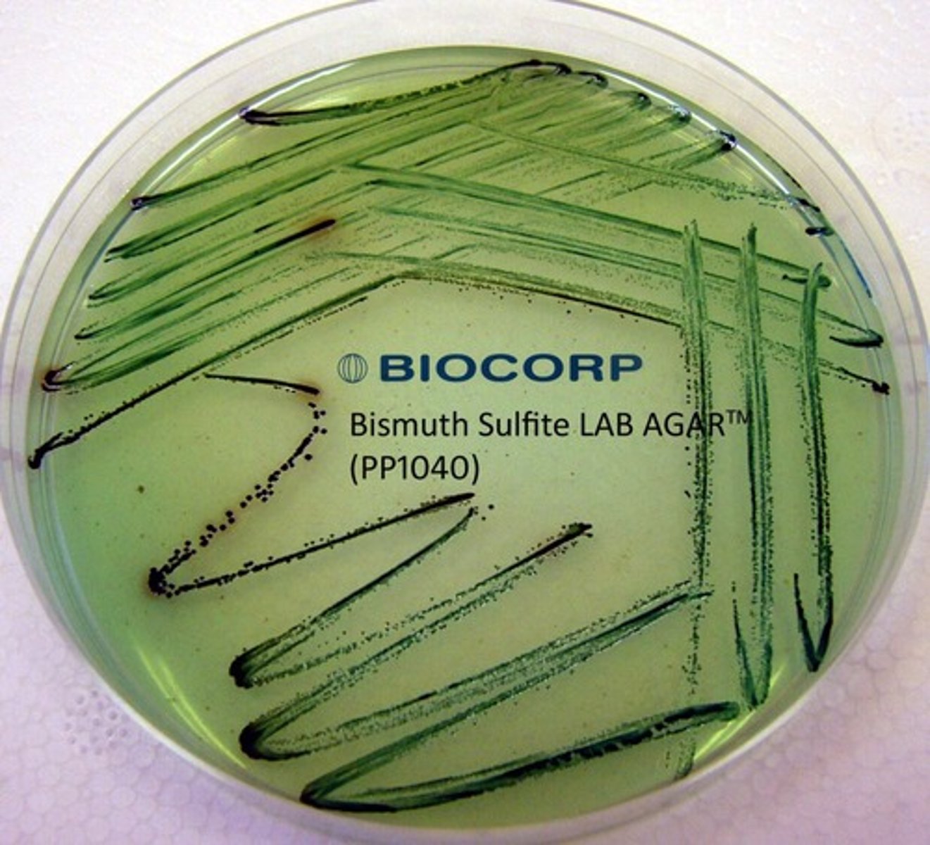 <p>Differential and selective for for identification of Salmonella typhi and other enteric bacilli.</p>