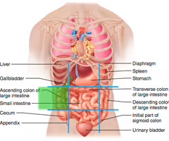 <p>right middle region near the waist</p>