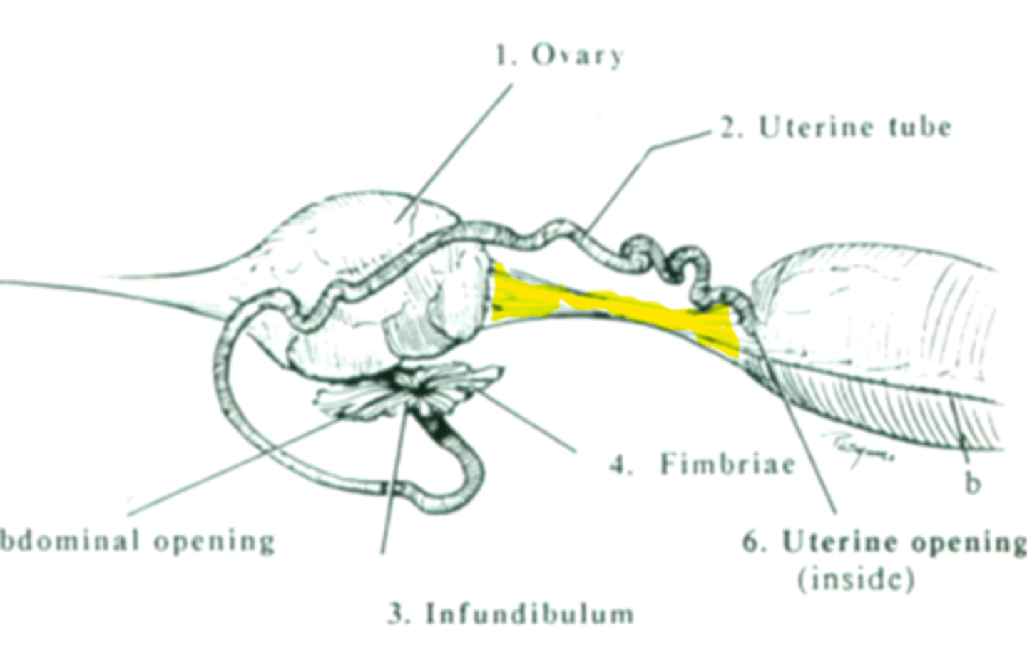 <p>Between the ovary and tip of the uterine horn</p>