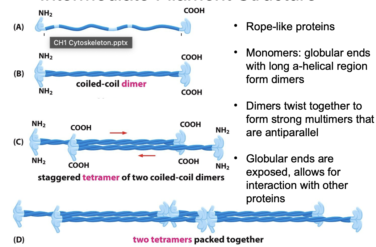 <ul><li><p>Rope-like proteins</p></li><li><p>Monomers: globular ends w/ long a-helical region form dimers </p></li><li><p>Dimers twist together to form strong multimers that are antiparallel </p></li><li><p>Rope-like filament made of tetramer that are packed into a helical array of 8 tetramer strands </p></li><li><p>Globular ends exposed to allow interaction w/ proteins </p></li></ul><p></p>