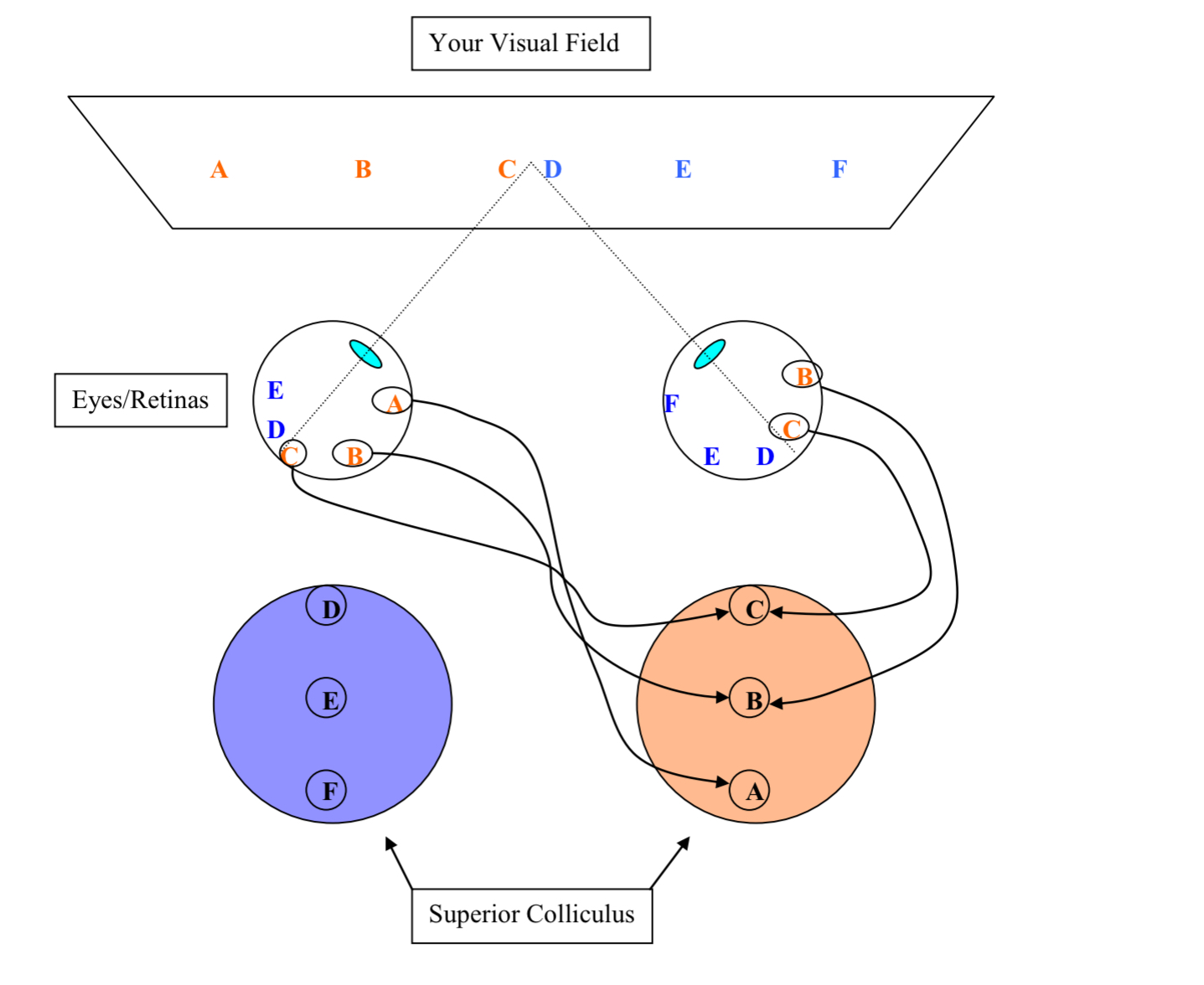 <p>What would happen if you were to record from neurons at point B in the superior colliculus?</p>