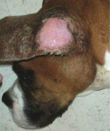 <p>Infección localizada causada por bacilos que no se han logrado aislar (M. lepraemurium), se cree que se transmite por mordida de roedores y gatos.</p><p>Lesiones son nódulos simples o múltiplesindoloros, con pelo o alopécicos que se pllegan a ulcerar. Se puede confundir con neoplasiais, hay inflamación granulomatosa y xantomas (depósitos de grasa)</p><p>Vectores: mosquitos, pulgas, garrapatas</p><p>En Nueva Zelanda, Australia, Norteamérica y Europa, no se conoce zoonosis.</p>