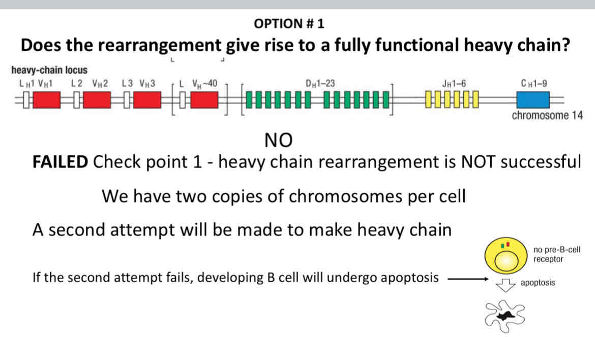 <p><span>Option 1: B cell maturation is coupled to immunoglobulin rearrangement</span></p>