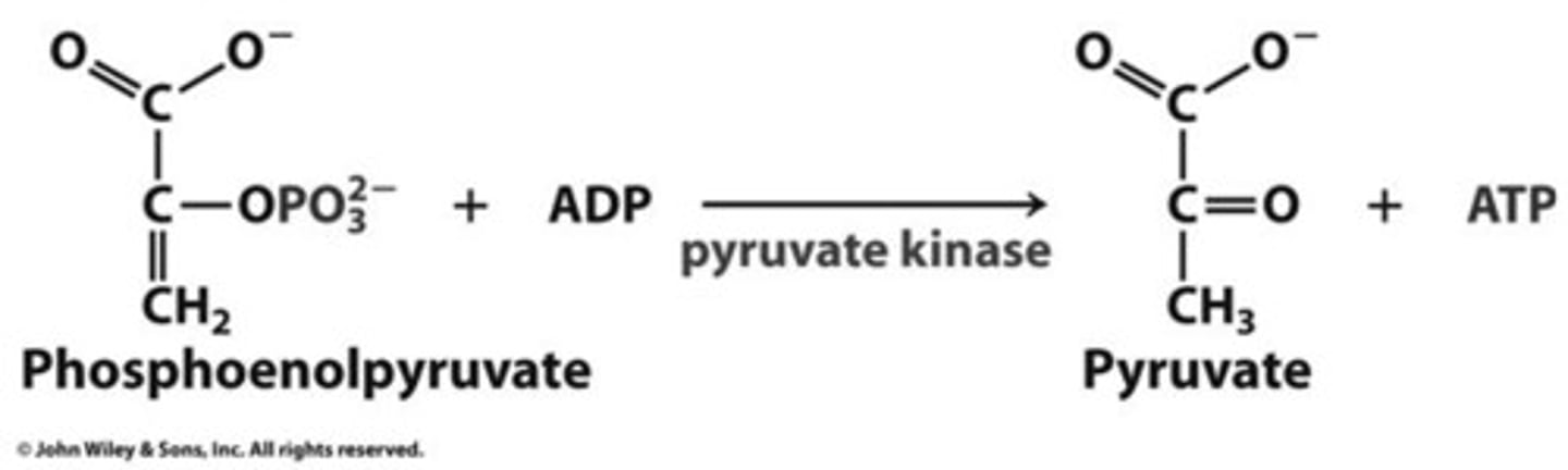 <p>Catalyzes substrate-level phosphorylation of ADP by PEP (phosphoenolpyruvate) to form pyruvate, stimulated in feed-forward activation by F-1,6-BP from PFK-1 reaction</p>