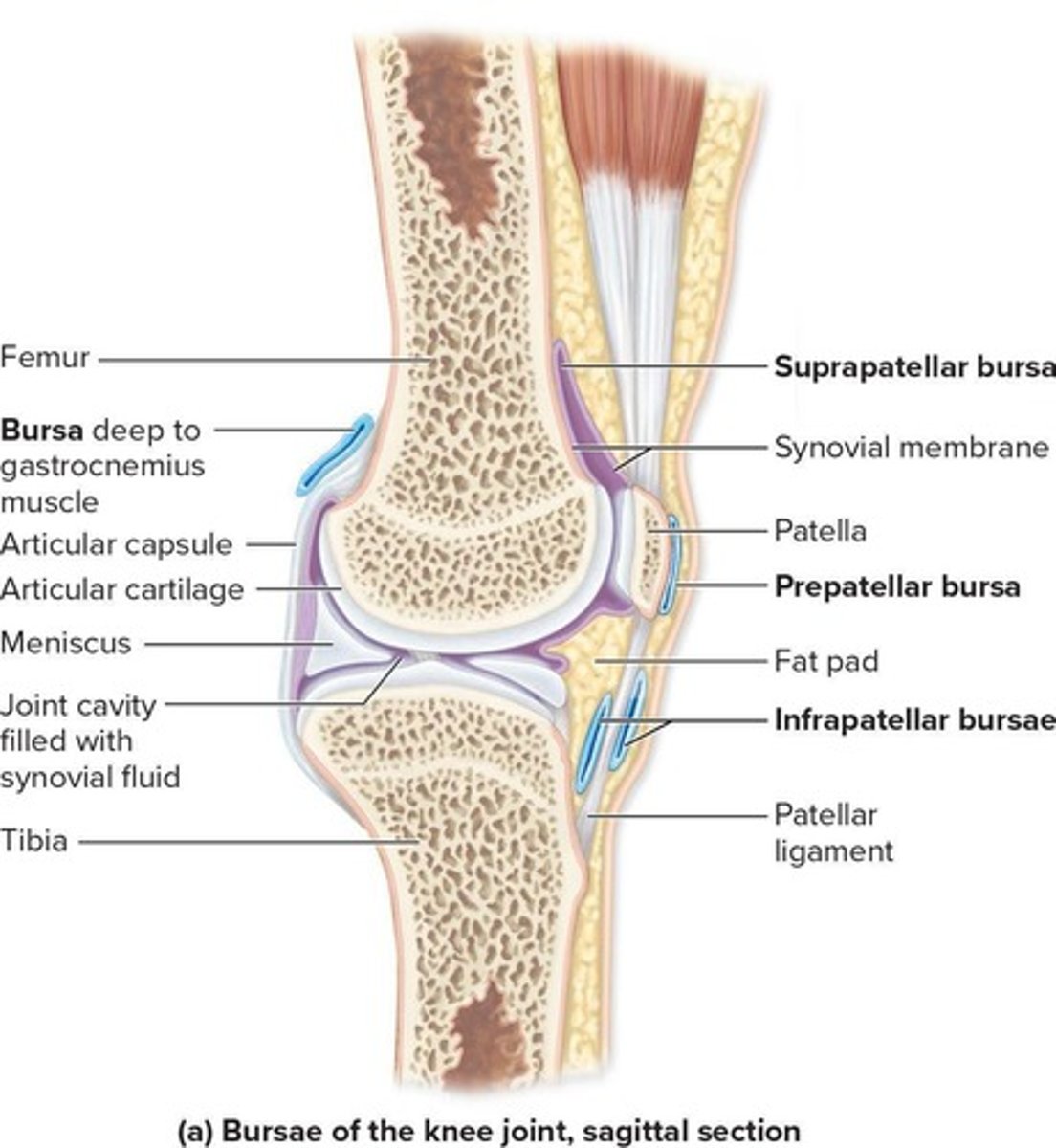 <p>A hinge joint that connects the thigh bone to the shin bone.</p>
