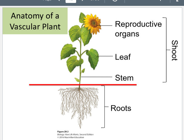 Shoot 

* Very Top: Reproductive organs
* Leaf
* End: Stem

Roots very bottom