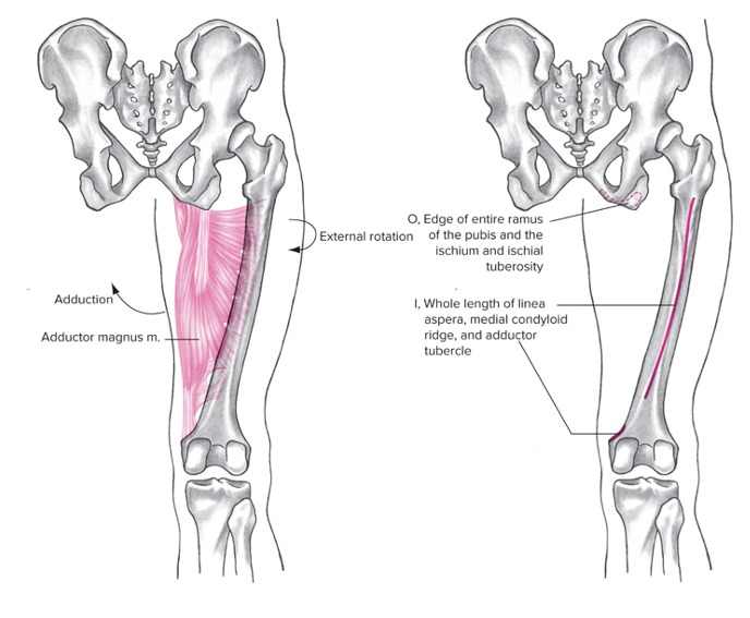 Medial 

Origin: pubis

Insertion: linea Aspera

Action at hip: Adduction (main role, thigh), extension, external rotation  