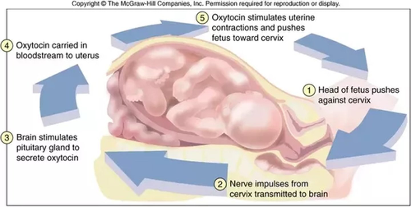 <p>This feedback loop is an example of a positive feedback loop because oxytocin acts as an activator, amplifying the system to perform more contractions.</p>