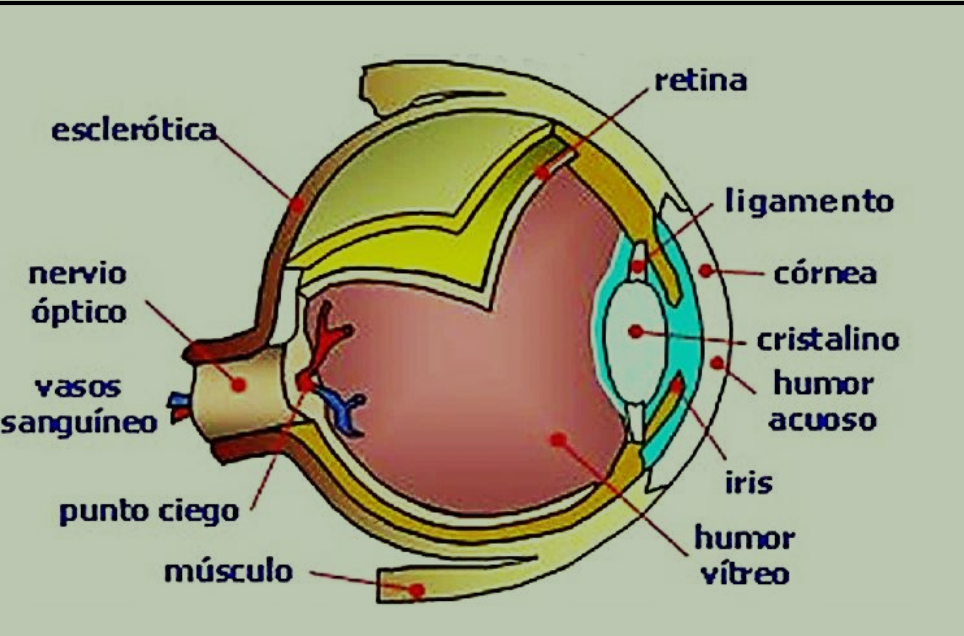 <p>Exterior/Cubierta</p><ul><li><p>Más externa, esclerótica</p></li><li><p>Media, úvea</p><ul><li><p>Coroides: Muy vascularizados</p></li><li><p>Cuerpo ciliar: Formado por procesos ciliares</p></li><li><p>Iris: Entre córnea y cristalino. Controla la cantidad de luz que entra al ojo</p></li></ul></li><li><p>Interna, Retina: Sensible a la luz</p></li></ul><p></p><p>Córnea</p><ul><li><p>Membrana resistente compuesta por 5 capas. Penetra la luz al interior del ojo.</p></li><li><p>Atrás hay humor acuoso que separa córnea de la lente del cristalino</p></li></ul><p></p><p>Lente/cristalino</p><ul><li><p>Esfera aplanada que se conecta con músculo ciliar. </p></li></ul><p></p><p>Humor vitreo: Sustancia gelatinosa detrás del lente en membrana haloidea</p><p></p><p>Fóvea: conformada por conos y bastones. </p><p></p><p>Nervio óptico: forma punto ciego del ojo</p><p></p>
