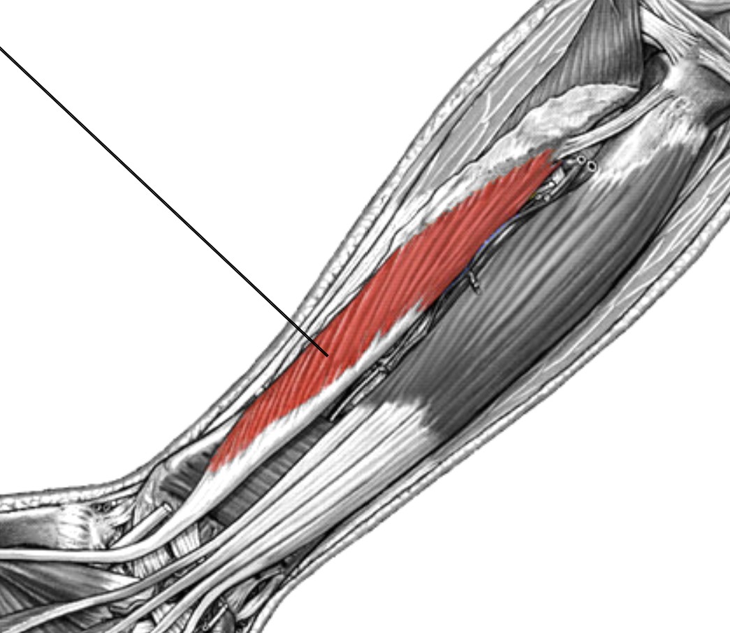 <p>Which muscle of the fingers is:</p><ul><li><p>Anterior forearm, attached to thumb</p></li><li><p>Action: flex thumb</p></li><li><p>Nerve: median</p></li></ul><p></p>