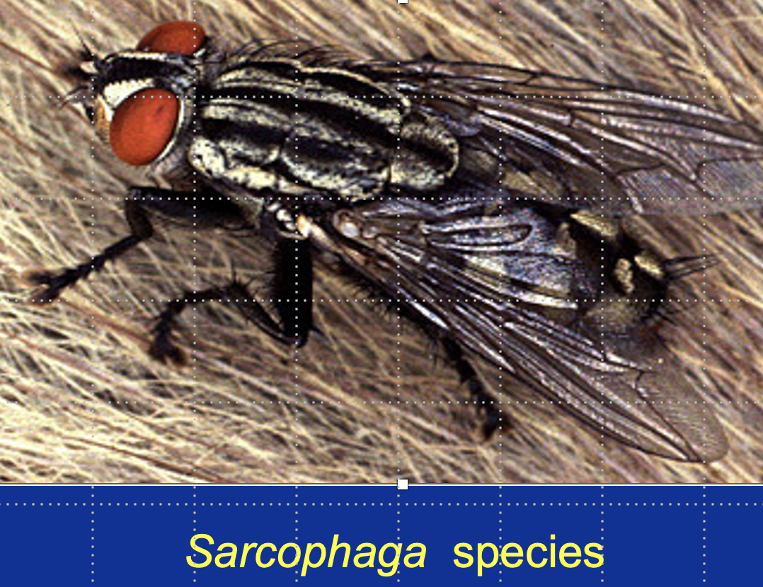 <ul><li><p>blow fish (bottle flies) —> Calliphora</p></li><li><p>Sarcophaga</p></li></ul><p></p>