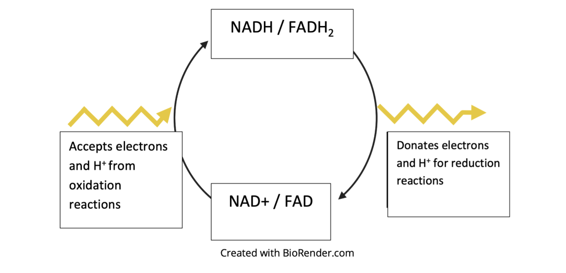 <p><span><span>When NAD+ accepts electrons and protons and becomes NADH, the coenzyme has been..?</span></span></p>