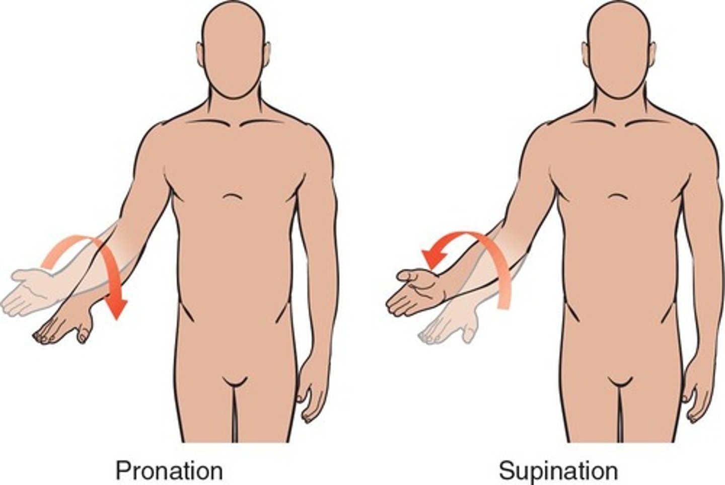 <ul><li><p>horizontal plane; vertical axis</p></li><li><p><strong>supination</strong>: palm faces <strong>anteriorly</strong> 0-80 degrees</p></li><li><p><strong>pronation</strong>: palm faces <strong>posteriorly</strong> 0-80 degrees</p></li></ul><p></p>