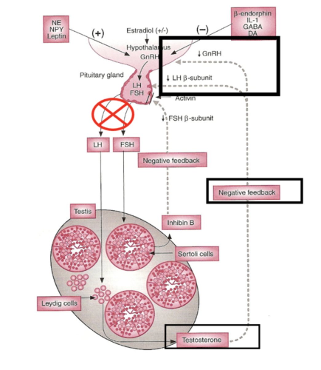 <p>Androgens Regulation – Feedback Loop</p>