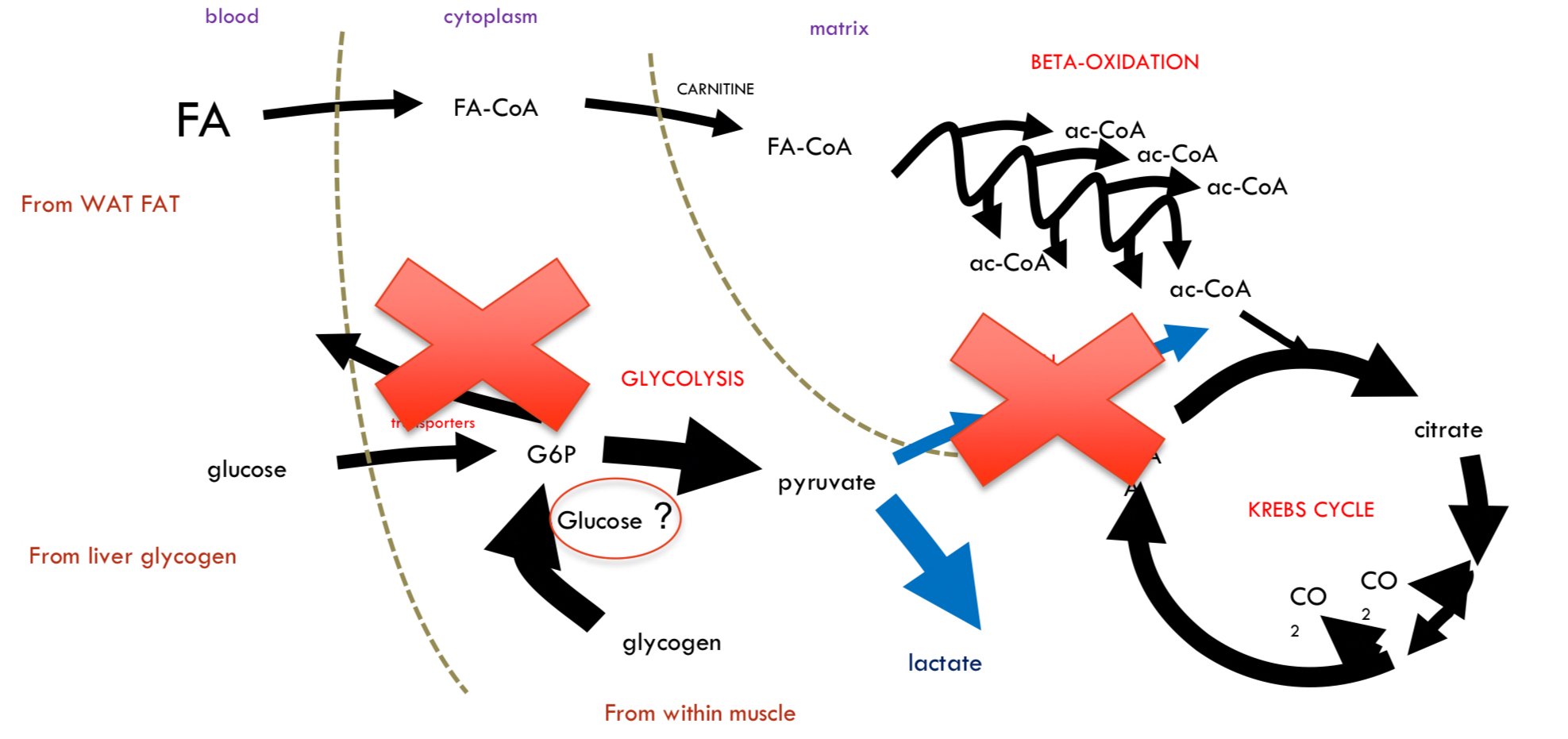 <ul><li><p>Muscle <u>doesn’t</u> breakdown glycogen much in starvation, bc</p><ul><li><p>NO glucagon receptors</p></li><li><p>NO <strong>G6Pase</strong> (only liver has)</p><p>↳ Cannot convert G6P to glucose → Cannot release glucose into blood.</p></li></ul></li><li><p>However, some glucose residues in glycogen are released as neat glucose</p><ul><li><p>B/c debranching enzyme uses water to hydrolysed the <strong>glycosidic linkages</strong>, not phosphate</p></li><li><p>≈ 10% potentially released</p></li></ul></li><li><p>Muscle is selfish with its glucagon, but what if PDH is inhibited, G6P will go to lactate</p></li></ul>