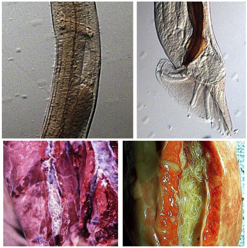 <p>BRONCHI &amp; TRACHEA Your calves are coughing and show dyspnoea, anorexia and weight loss. You find white mucous and whitish parasites in the bronchi and trachea.</p><ul><li><p>Ingestion of L3 with pasture</p></li><li><p>Mature to L4 and migrate to lungs as mature</p></li><li><p>Lay eggs in lungs, cough up and swallowed</p></li><li><p>Eggs hatch in intestines and L1 in faeces</p></li><li><p>L1 to L3 in pasture</p></li></ul>