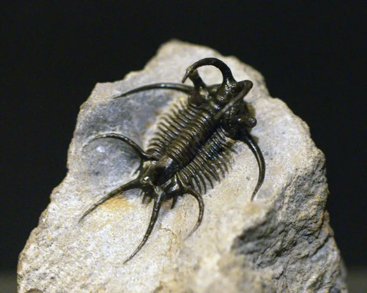 <ul><li><p>made of mud</p></li><li><p>deposited by sea 500 mil yrs ago</p></li><li><p>contains oldest fossils of arthropods called trilobites </p></li></ul><p></p>