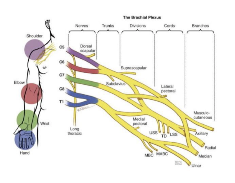 <p>C5-T1</p><p>ulnar n, radial n, median n, musuclocutaneous n</p><p>-innervates entire upper limb</p>