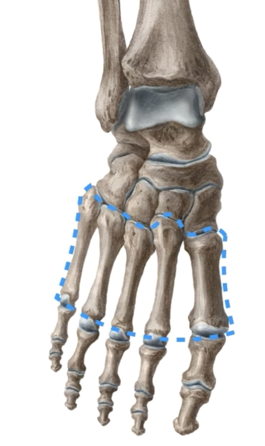 <p>What is this bone? </p>